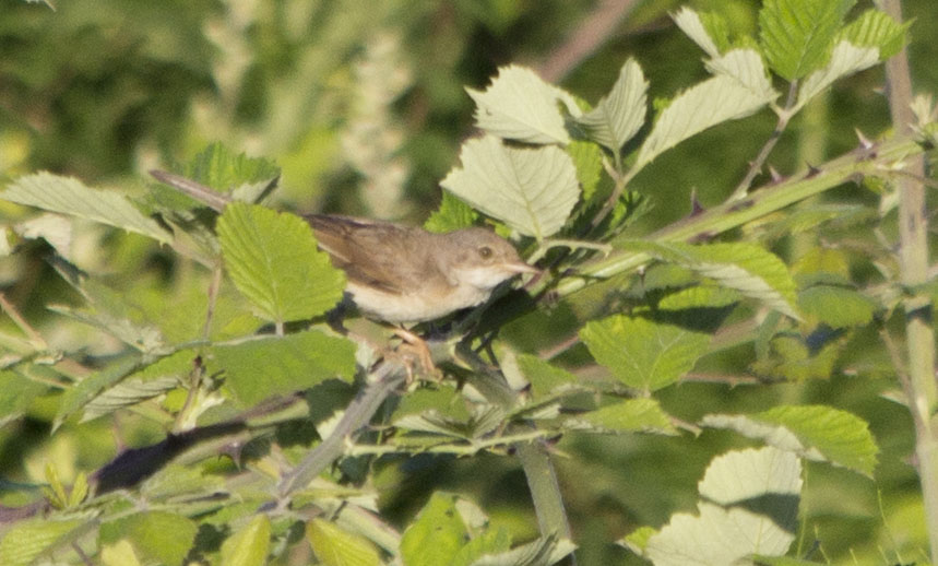 Greater Whitethroat